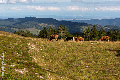 Cows next to hiking path in Vosges  France