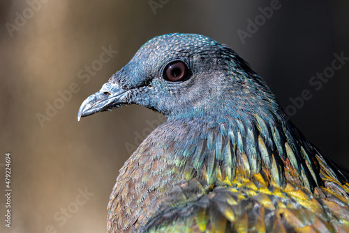 Portrait of a Nicobar Pigeon (Caloenas nicobarica)