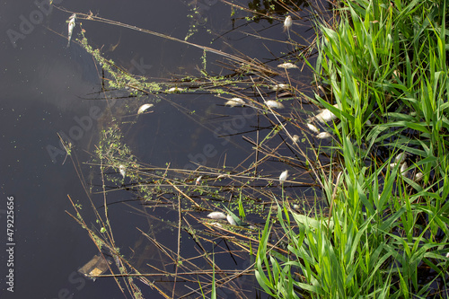 Fish poisoning caused by discharge of toxic substances from factories in the river