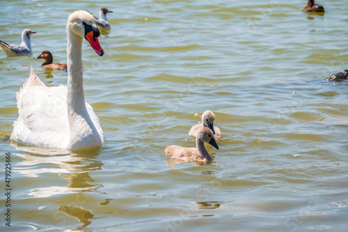 A female mute swan, Cygnus olor, swimming on a lake with its new born baby cygnets. Mute swan protects its small offspring. Gray, fluffy new born baby cygnets.