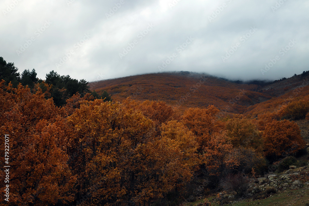 paisaje de otoño en bosque de montaña