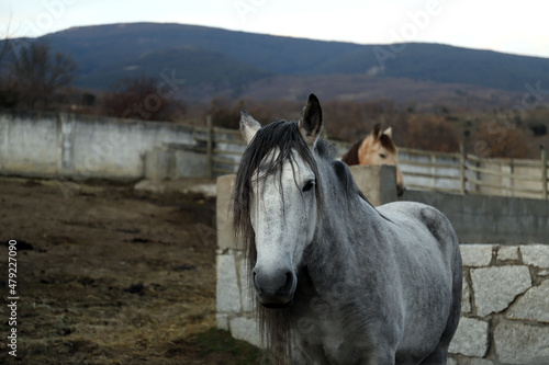 Yegua de caballo en establo