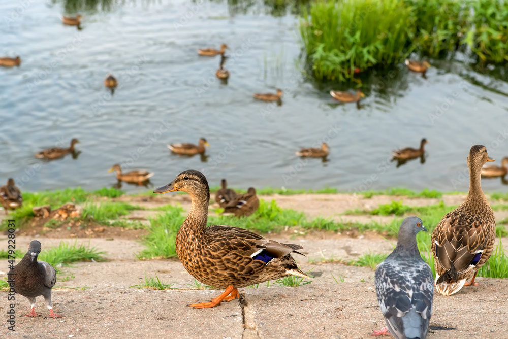 Ducks on the shore of the city pond Ducks on the shore of the city pond