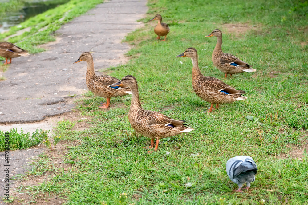 Ducks on the shore of the city pond Ducks on the shore of the city pond