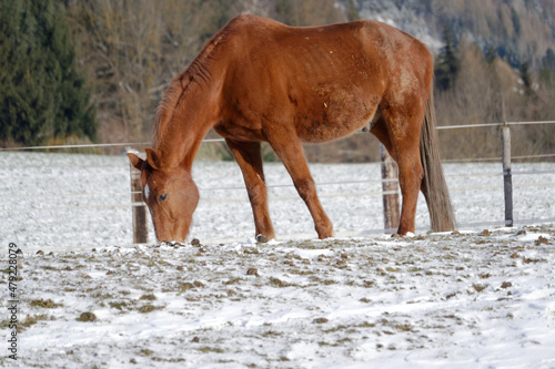 Horses in winter © Tsiry Randrianasolo