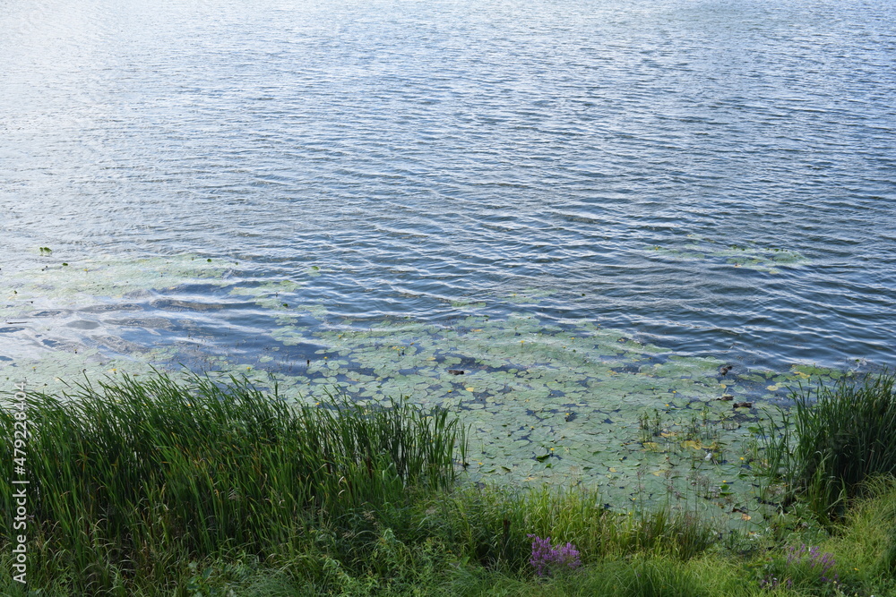 Pond. Grass