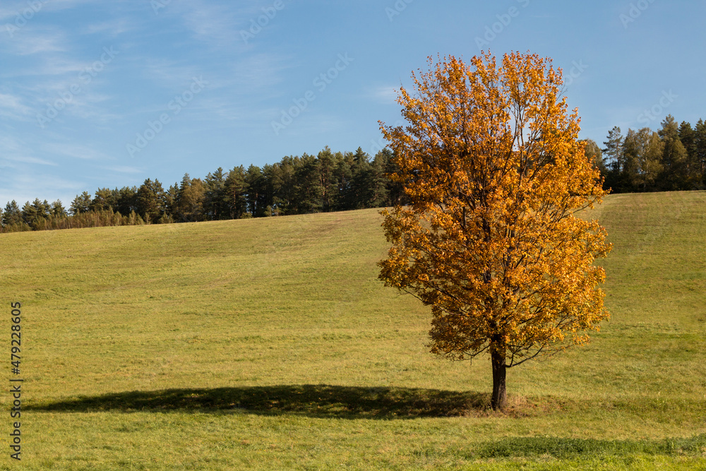 A lone tree in the mountains, autumn colors.