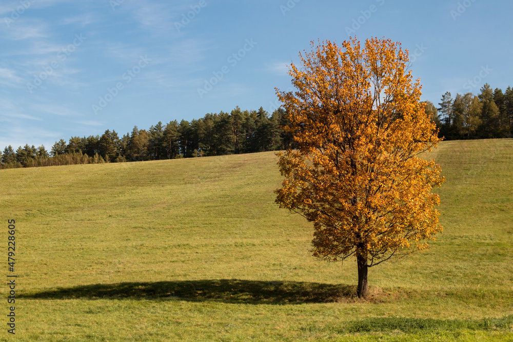 A lone tree in the mountains, autumn colors. A lone tree in the mountains, autumn colors.