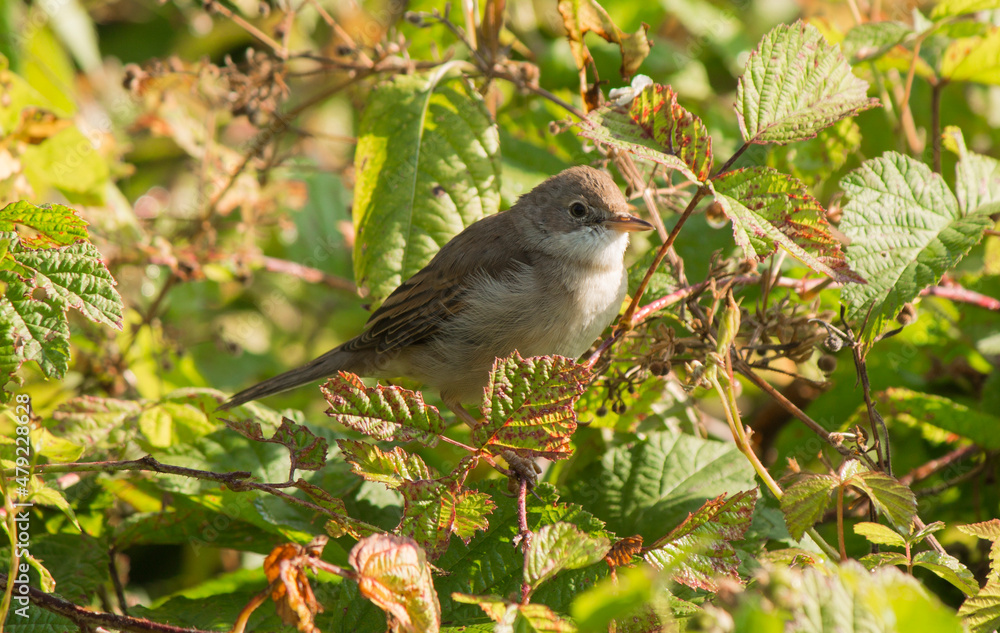 A close-up of wild sparrow surrounded by green leaves. A close-up of wild sparrow surrounded by green leaves.