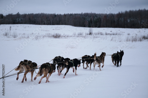 Northern breed of sled dogs, strong and hardy. Team is ready to win. Fastest dogs in world. Alaskan huskies quickly run forward in harness with tongues hanging out.