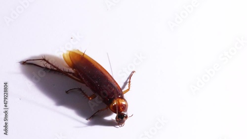 Roach photo