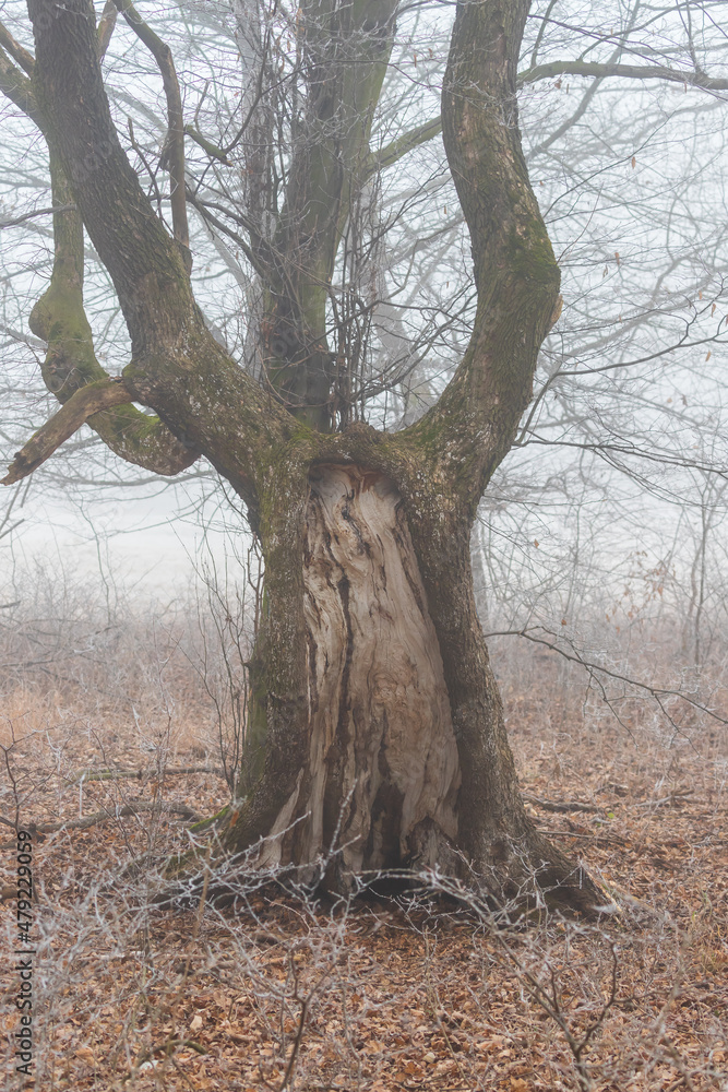 Winter landscape with fog. There are old solitary trees in the meadow. Winter landscape with fog. There are old solitary trees in the meadow.