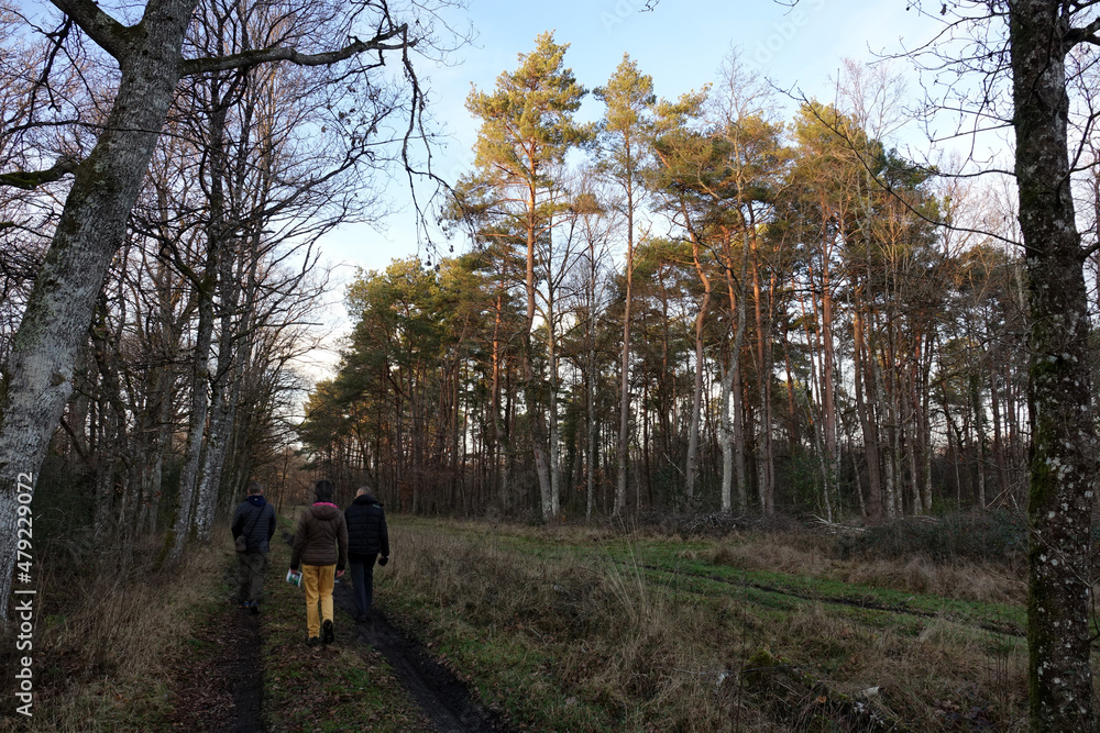 Les plus belles forêts de la Sologne en France