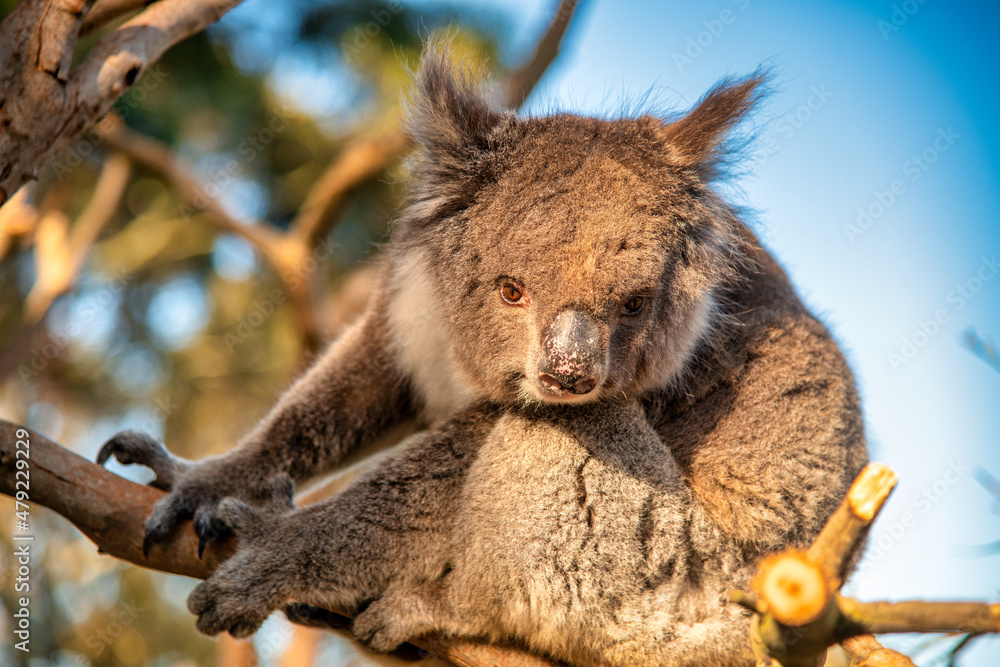 Naklejka premium Awakening Koala on the eucalyptus tree, Australia.