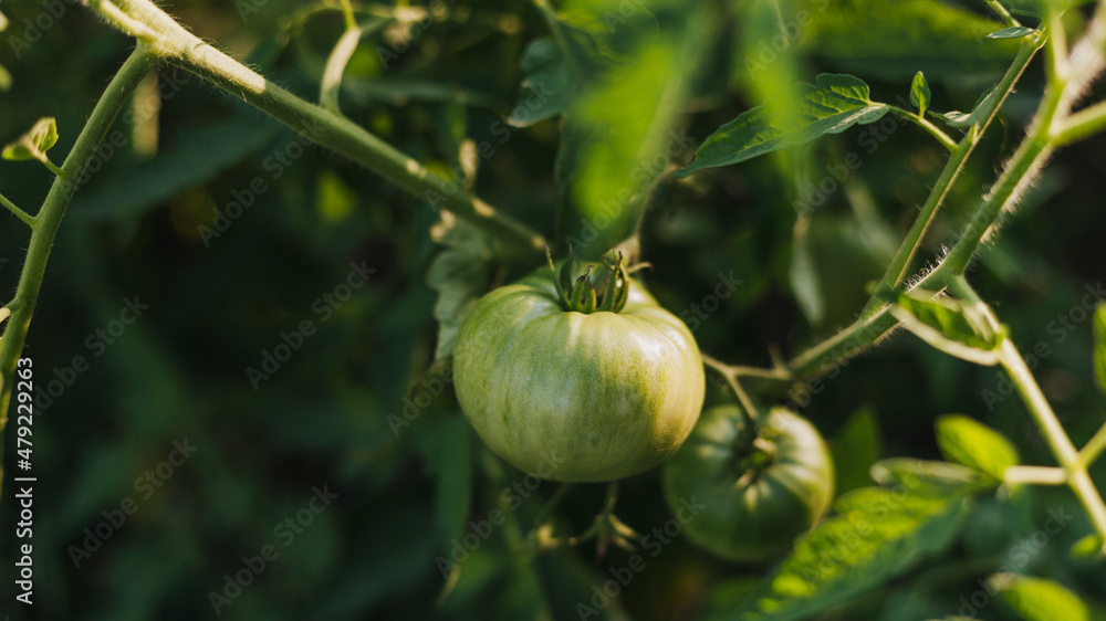 Closeup group of green tomatoes growing in greenhouse. Agriculture concept. Eco product. Home Gardening.