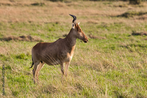 Hartebeest, Alcelaphus buselaphus, in the Maasai Mara National Reserve in Kenya. photo