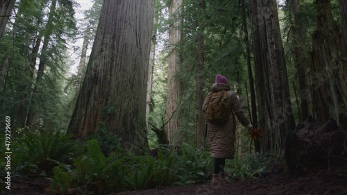 Slow motion low angle view of young woman environmentlalist walking between giant tall trees with bark covered with green moss. Nature lover on autumn day among huge redwoods forest, RED camera shot photo