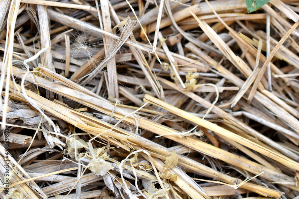 Yellow large wheat bright straw close up