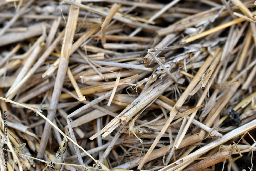 Yellow large wheat bright straw close up Yellow large wheat bright straw close up