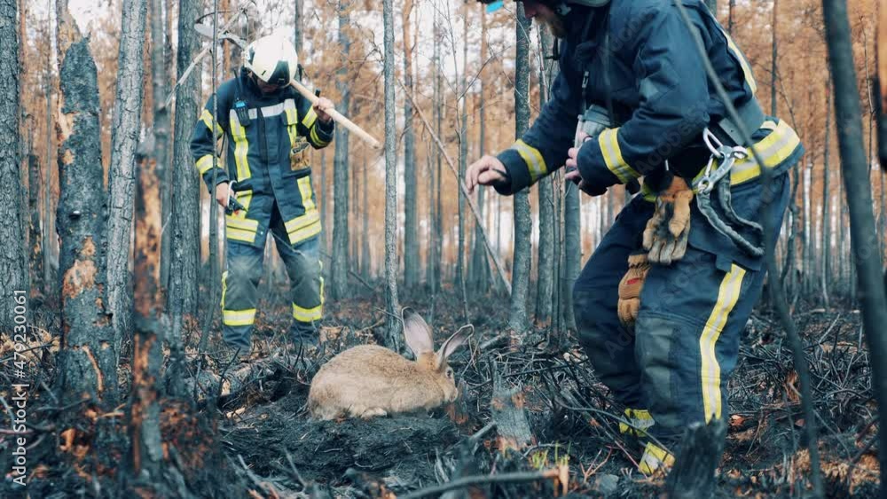 Firemen are rescuing a rabbit in the smoldering woodland Firemen are rescuing a rabbit in the smoldering woodland