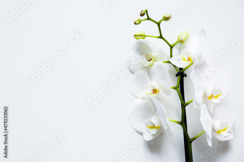 orchid branch with flowers on white background top view