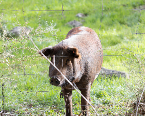 iberian pigs in the meadow