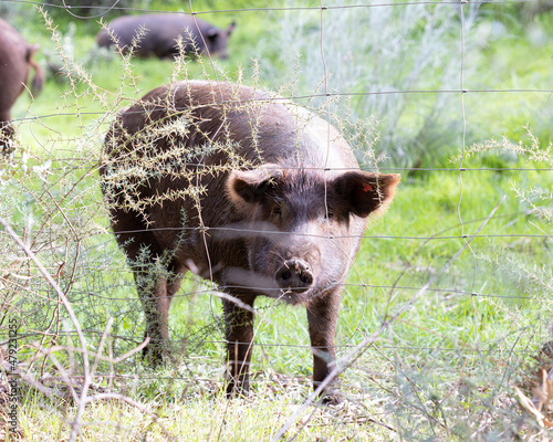 iberian pigs in the meadow