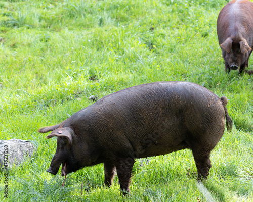 iberian pigs in the meadow