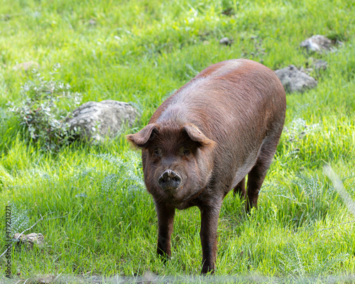 iberian pigs in the meadow