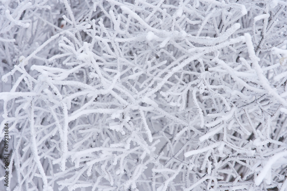 Winter classic texture. The texture of the branches in hoarfrost. Uniform background for winter photography