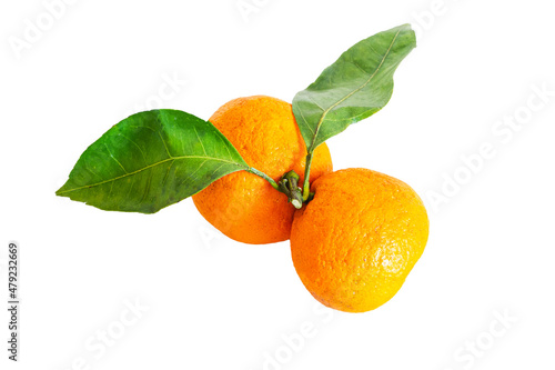 Two ripe tangerines with green leaves on a white background