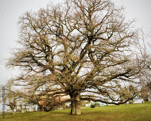 Large old Oaktree