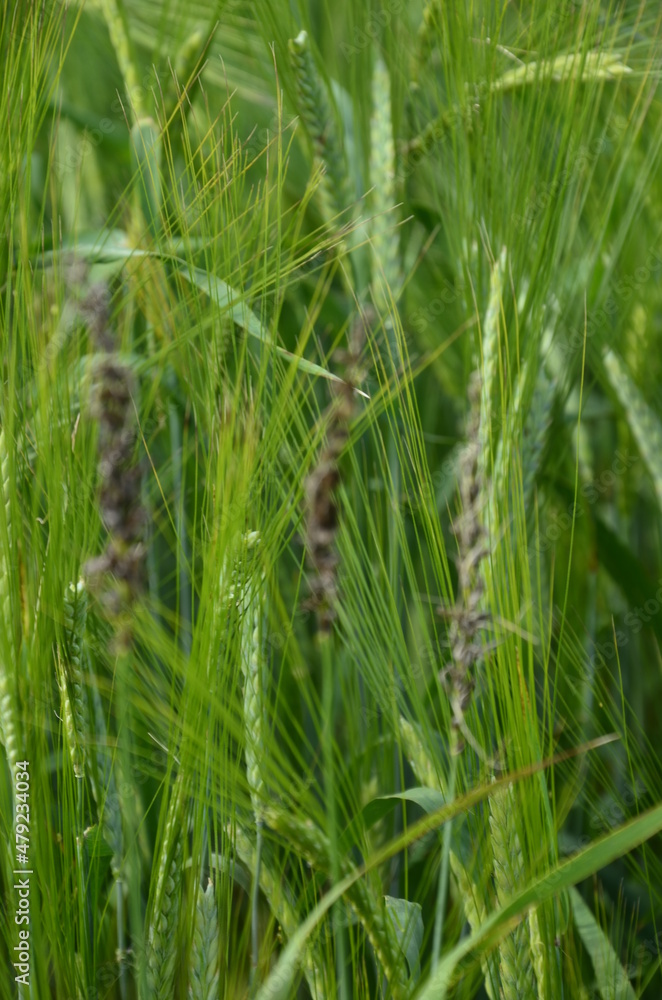 fungal diseases on the ear of brewing barley. fungal diseases on the ear of brewing barley.