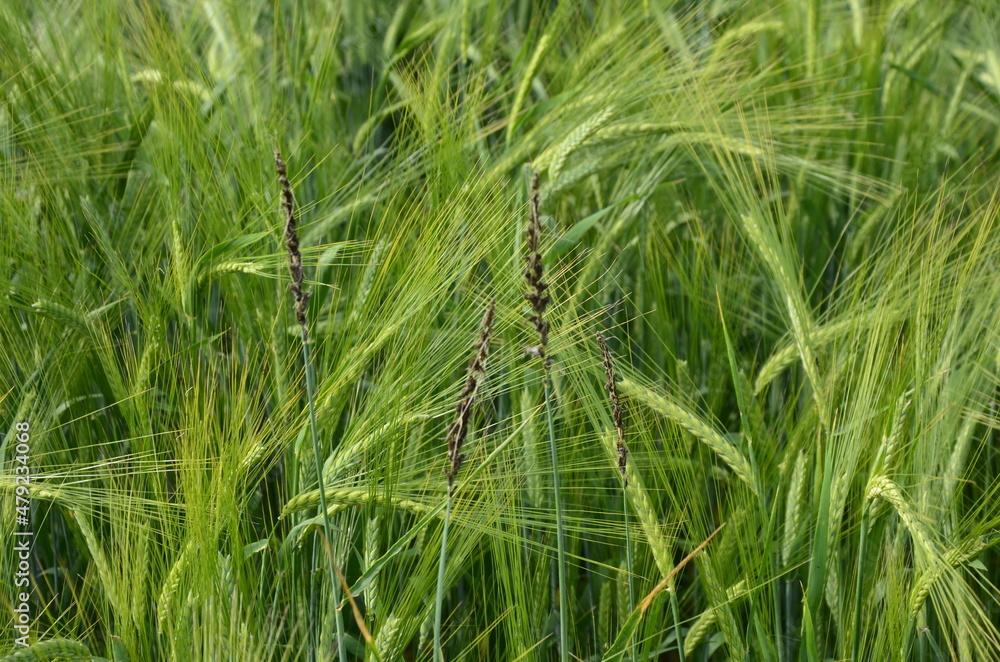 fungal diseases on the ear of brewing barley.