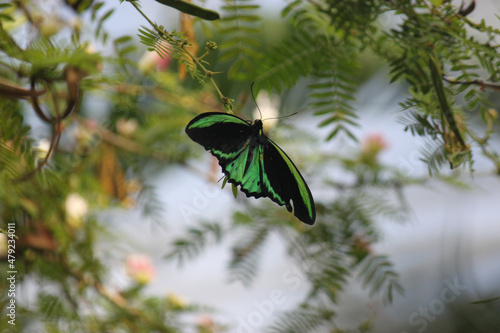 Green and Black Butterfly sitting on a plant/branch