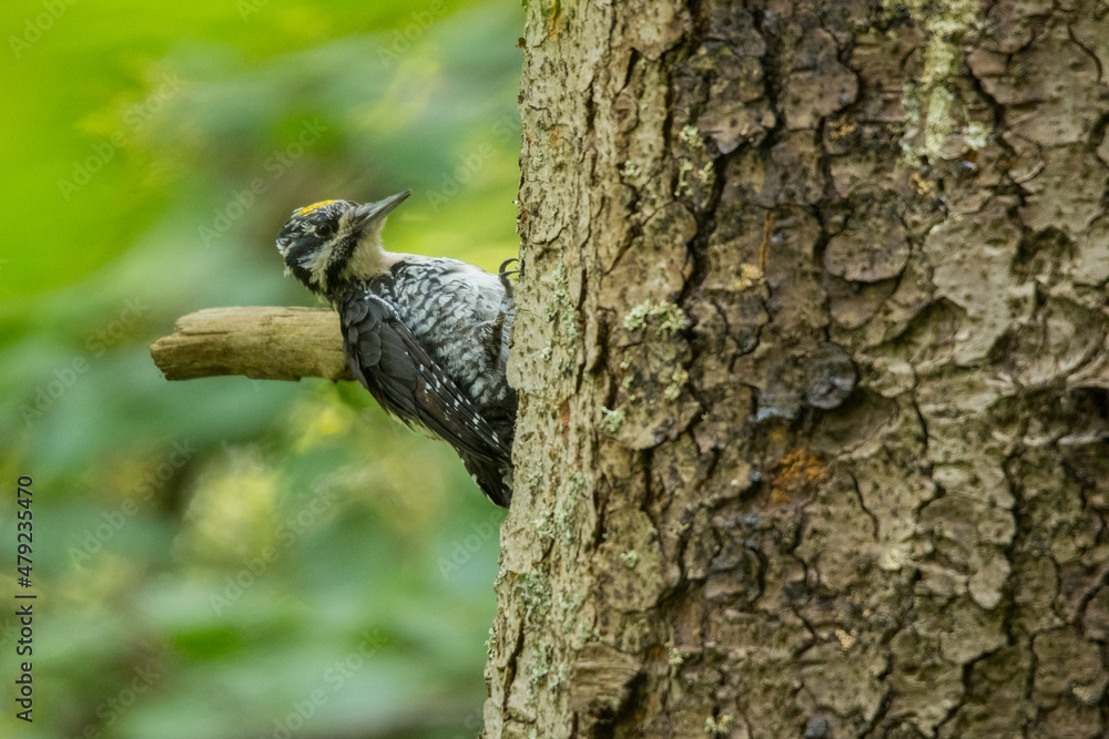 Eurasian three-toed woodpecker, Picoides tridactylus