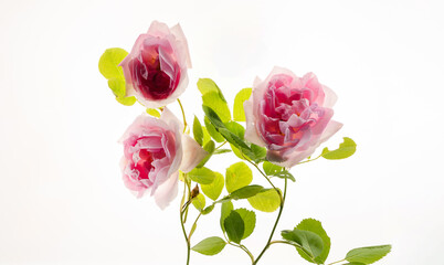 pink roses on the white