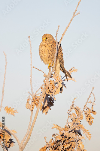 A common kestrel (Falco tinnunculus) perched on a branch with freezing temperatures.