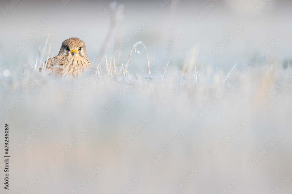 A common kestrel (Falco tinnunculus) viewed from a low angle resting in the frozen grass.