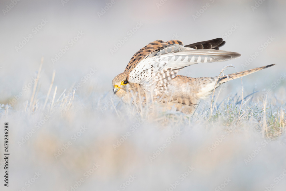 Obraz premium A common kestrel (Falco tinnunculus) viewed from a low angle stretching in the frozen grass.