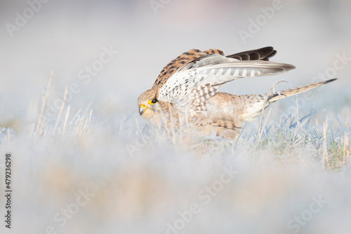 A common kestrel (Falco tinnunculus) viewed from a low angle stretching in the frozen grass.