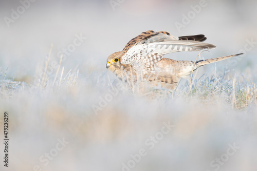 Foto A common kestrel (Falco tinnunculus) viewed from a low angle stretching in the frozen grass