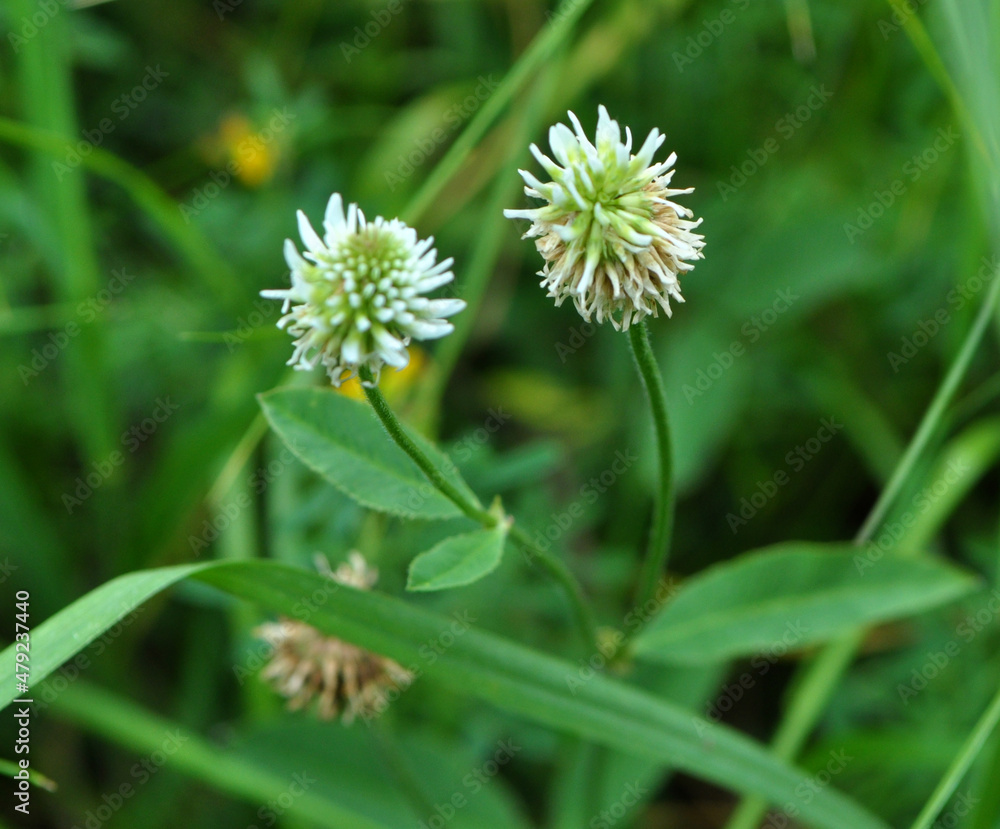 Mountain clover (Trifolium montanum) grows in nature Mountain clover (Trifolium montanum) grows in nature