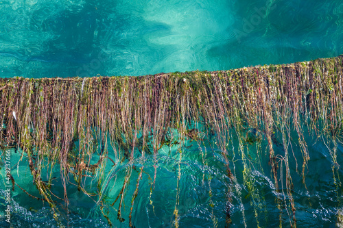 Algues du lac sur un cordage dans le courant