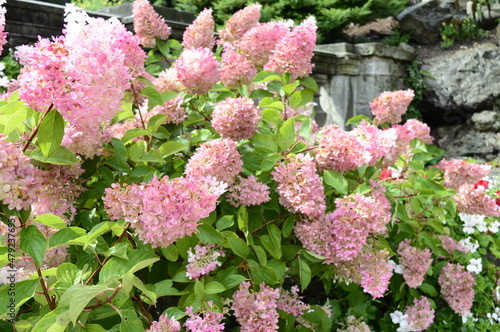 Closeup Hydrangea paniculata, type diamant Rouge with blurred background in summer garden