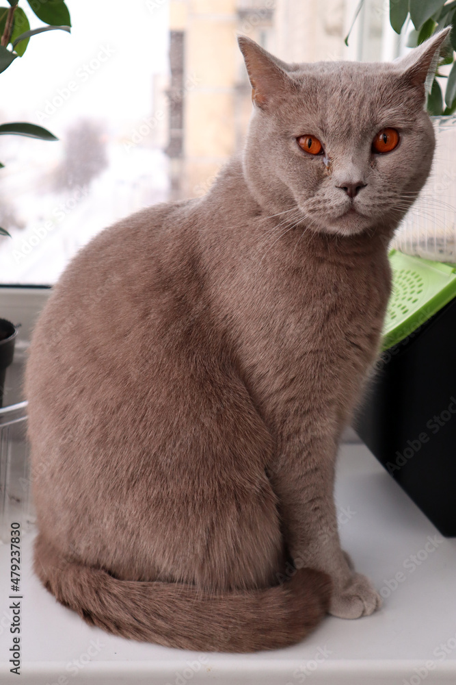 Portrait of a gray British Shorthair cat with yellow eyes. Sore eye of an animal.
