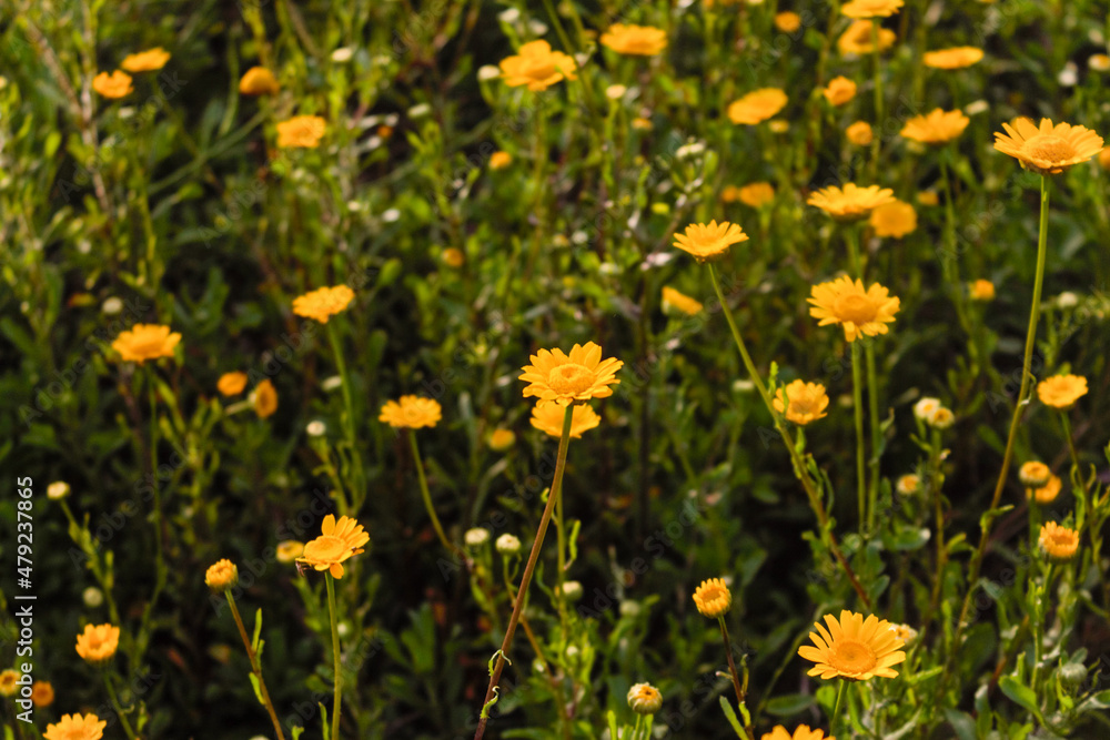 field of yellow dandelions