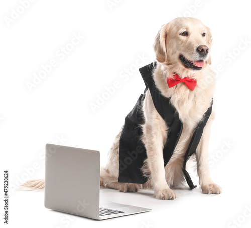 Fototapeta Naklejka Na Ścianę i Meble -  Business dog with laptop on white background