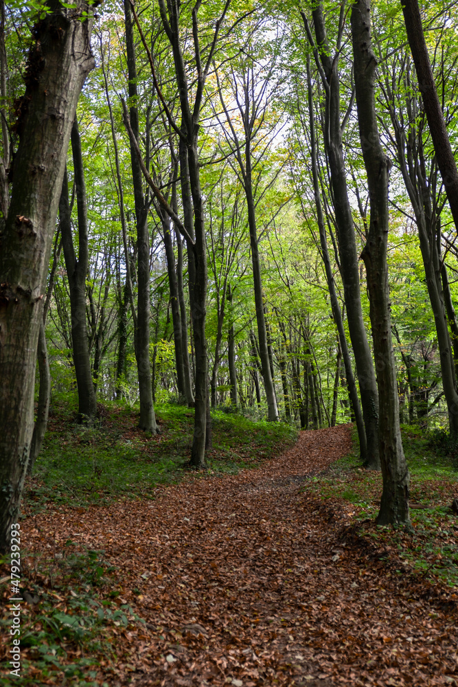 pathway in the forest, fallen leaves on walking way or path at the autumn or summer or spring, pathway in the forest, fallen leaves on walking way or path at the autumn or summer or spring,