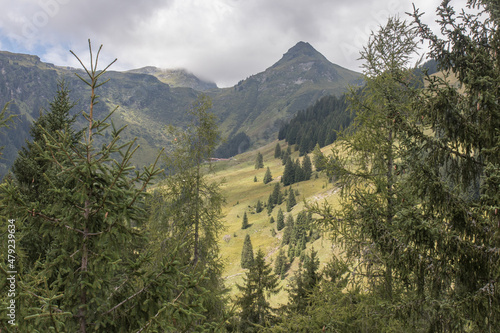 Walkway inbetween the trees at the Talschluss in Saalbach